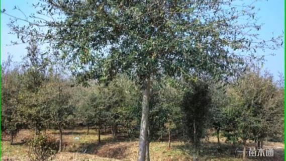 2公分弗吉尼亚栎