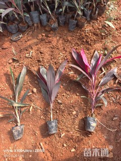 高度30厘米红叶朱蕉