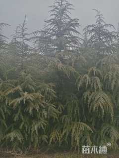 高度450500厘米雪松