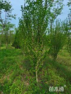 高度220厘米木槿