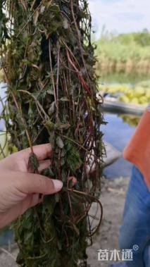 高度30厘米伊乐藻