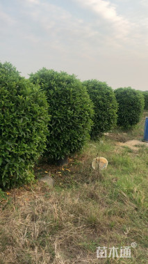 高度180厘米非洲茉莉