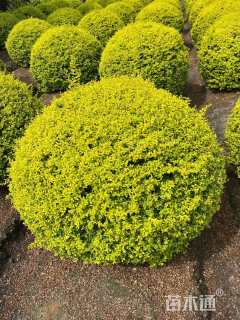 高度100厘米亮金女贞球