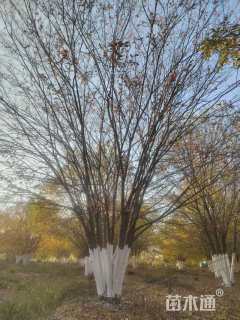 80公分丛生榔榆