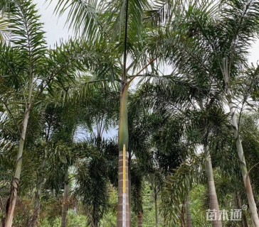 裸干高700厘米大王椰子