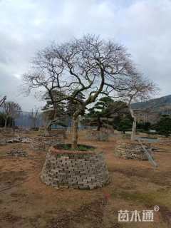 高度80厘米羽毛枫