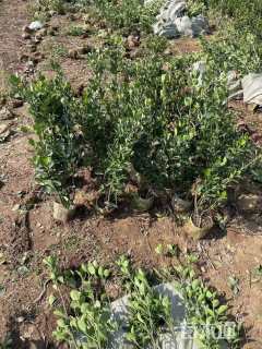 高度120厘米大叶黄杨