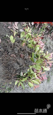 高度30厘米红叶石楠小苗