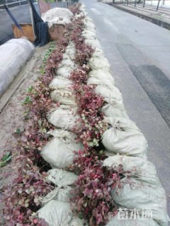 花叶络石