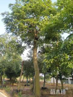 40公分朴树