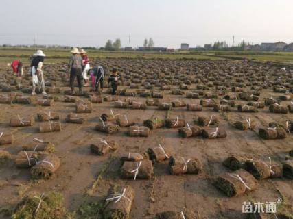 草卷状中华结缕草