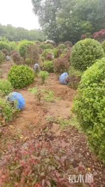 高度40厘米黄杨