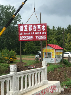 22公分银杏