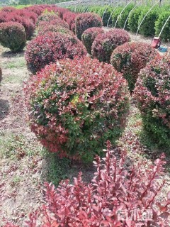 冠幅120厘米红叶小檗球