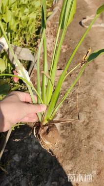 高度20厘米泽泻