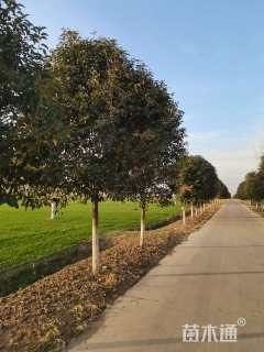 12公分大叶女贞