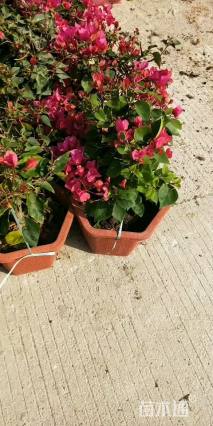 高度50厘米三角梅