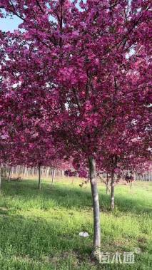 高度200厘米红衣主教海棠