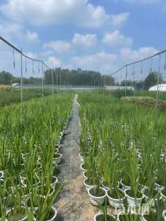 高度40厘米鸢尾