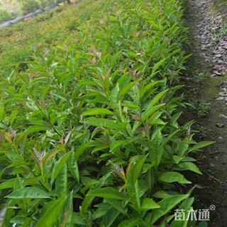 高度30厘米鸳鸯茉莉