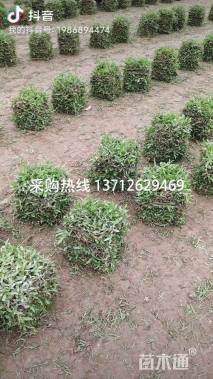 大叶油草