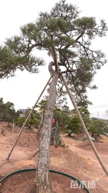 高度510厘米庭院松