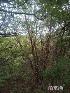 高度600厘米丛生元宝枫