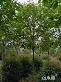 10公分二乔玉兰