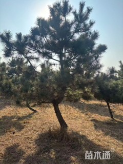 15公分造型黑松