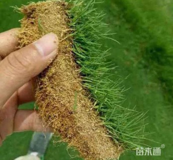 高度40厘米红瑞木