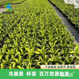 高度40厘米鸟巢蕨