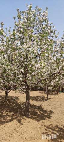 22公分八棱海棠