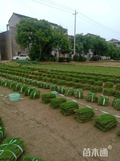 百慕大草