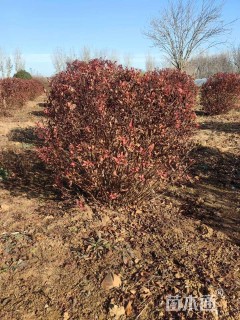 高度60厘米金焰绣线菊