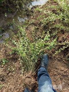 高度30厘米迎春花