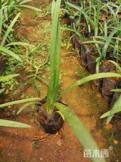 高度20厘米百子莲