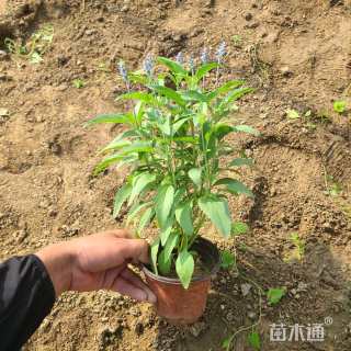 高度25厘米鼠尾草