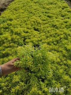 高度20厘米佛甲草