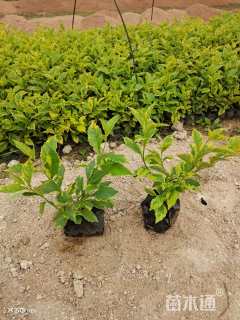 高度15厘米金边假连翘