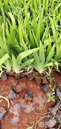 高度30厘米鸢尾