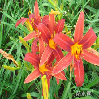 高度60厘米大花萱草