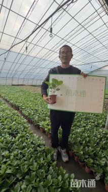 高度25厘米绣球