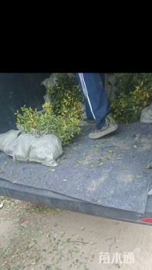 高度25厘米黄金枸骨