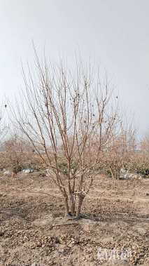 高度900厘米丛生五角枫