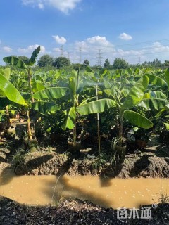 高度50厘米香蕉