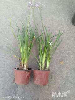 高度10厘米紫娇花