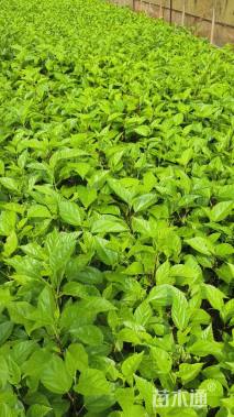 高度30厘米扶桑