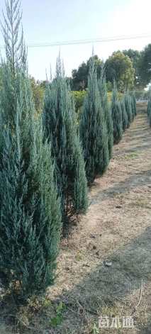 高度100厘米柏树