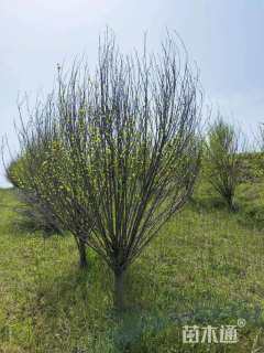 高度350厘米木槿