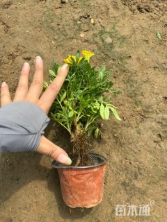 高度25厘米孔雀草